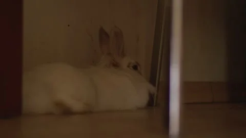 Soft white bunny nestled in dim corner Stock Footage 342191370