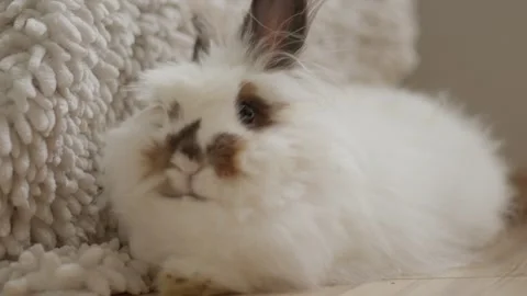 Soft white bunny rests beside a cozy textured blanket Stock Footage 342191351