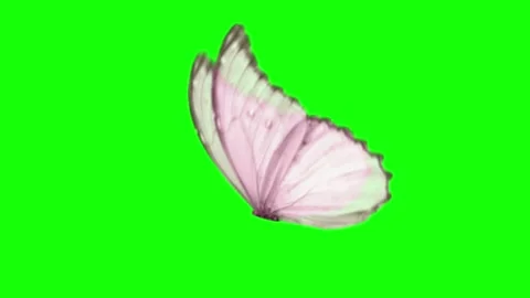 Soft white butterfly flying gently on green screen for overlay use Stock Footage 314318202