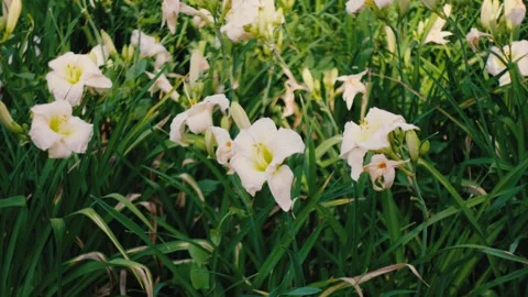 Soft White Daylily Bloom With Pale Yellow Throat in Lush Green Garden Foliage. Stock Footage 339649447