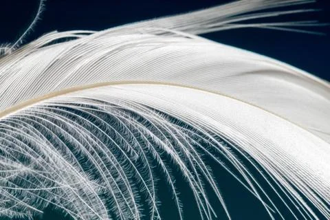 Soft white down feather of the pekin duck Photos