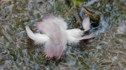 Soft white feather floating on gently moving water, captured in close up detail Stock Footage 336814358