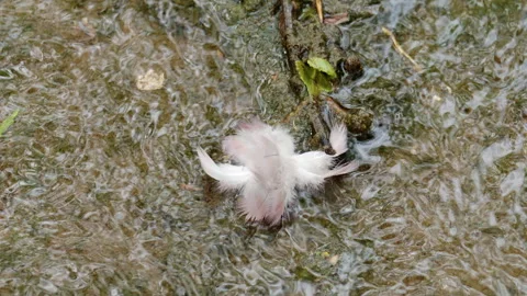 Soft white feather floating on gently moving water, captured in close up detail Stock Footage 336814569