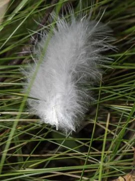 Soft white feather rests on green grass blades Stock Photos