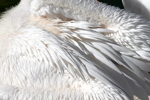 Soft white feathers cascade over a resting pelican 库存照片