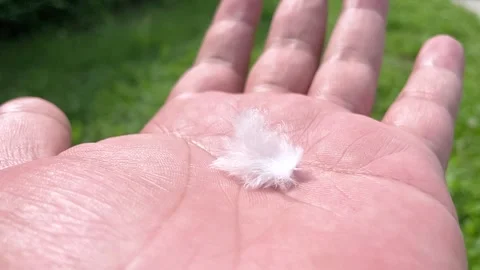 Soft white feathers on a close-up black background The concept of softness and f Stock Footage 253463466