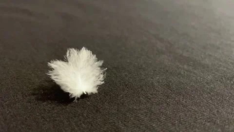 Soft white feathers on a close-up black background The concept of softness and f Stock Footage 253463564