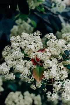 Soft white flower clusters blooming in spring garden natural floral texture.. Stock Photos