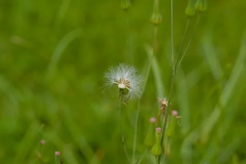 Soft white fluff adorns slender green plant stem Stock Photos