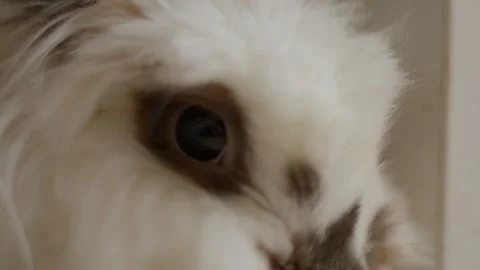 Soft white fur frames a curious bunny's eye Stock Footage 342191073