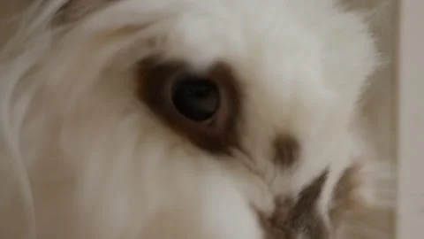 Soft white fur surrounds large, dark, curious eyes Stock Footage 342191117