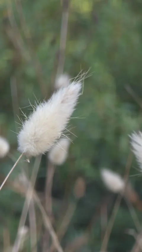 Soft White Lagurus Swaying Gently in the Wind Stock Footage 347323720