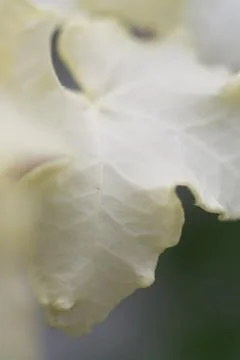 Soft white leaf close up on gray Stock Photos