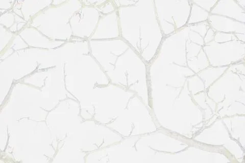 Soft white minimalistic background, abstract branches texture Stockfoto's