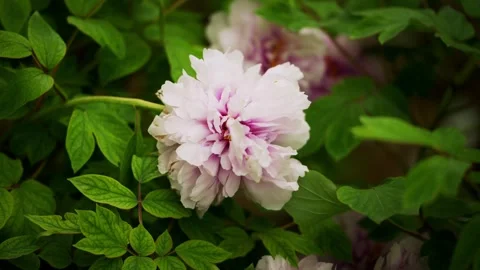 A soft white peony with a blushing pink center nestled in deep green leaves Vidéo 332600204