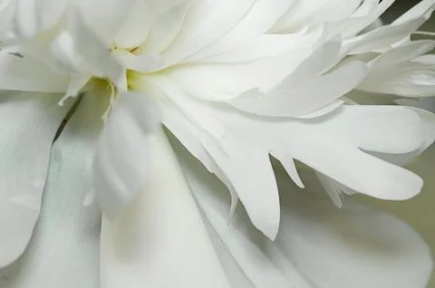 Soft White Petals Foto stock