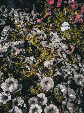 Soft White Petunias Blooming in Dramatic Garden Light Stock Photos