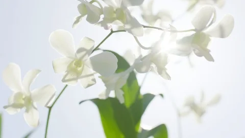 Soft White Plant with Sun Flare Stock Footage 101901697