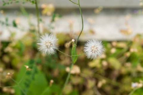 Soft white seeds float on slender stems Stock Photos