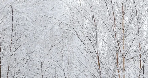 Soft white snow falls on tree branches Video stock 100840790
