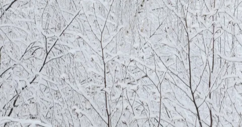 Soft white snow falls on tree branches Video stock 100840808