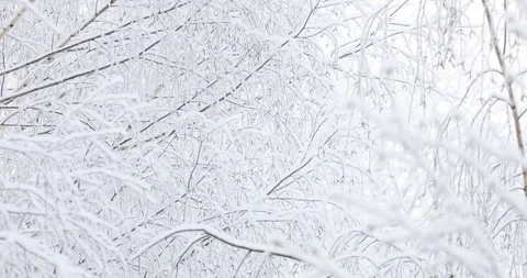 Soft white snow falls on tree branches Video stock 100840816