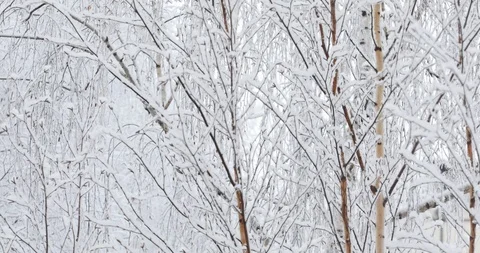 Soft white snow falls on tree branches Video stock 100840960