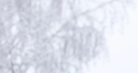 Soft white snow falls on tree branches Video stock 100841238