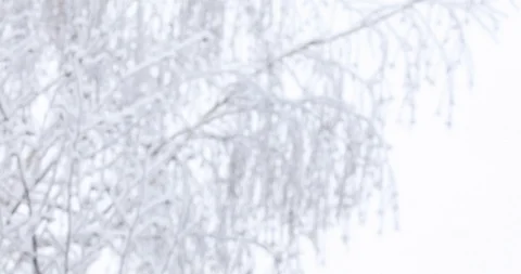 Soft white snow falls on tree branches Video stock 100841276