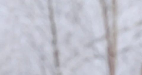 Soft white snow falls on tree branches Video stock 100841281