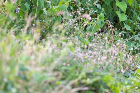 Soft Wild Grass and Tiny Flowers Background Фото