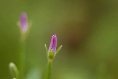 Soft willowherb, small willowherb flower, pink soft blossom Stock Photos