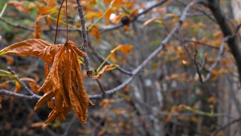 Soft wind among yellow leaves in their final days Stock Footage 320054716