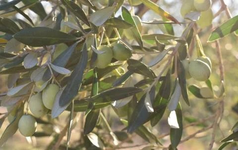 The soft wind and sunlight reflected on the tree in Tuscany Italy Stock-Fotos