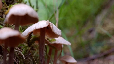 Soft wind blowing white toadstools in meadow illuminated by sunlight. Stock Footage 123260259