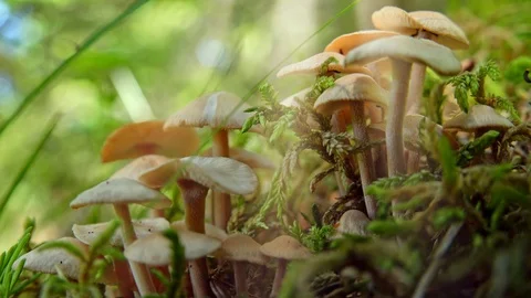 Soft wind blowing white toadstools in meadow illuminated by sunlight. Stock Footage 123272265