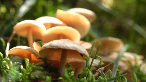 Soft wind blowing white toadstools in meadow illuminated by sunlight. Stock Footage 123272931