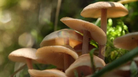 Soft wind blowing white toadstools in meadow illuminated by sunlight. Stock Footage 123273513