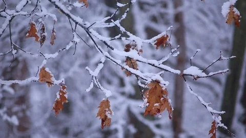 Soft wind blows through snowy and frozen branch with Orange Leaves Vidéo 76503483