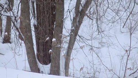 Soft wind blows Weeds in the snow in the woods and forest. Video stock 76503678