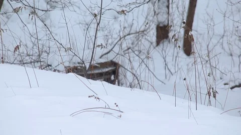 Soft wind blows on weeds in the snow in the woods. Видео 76503689