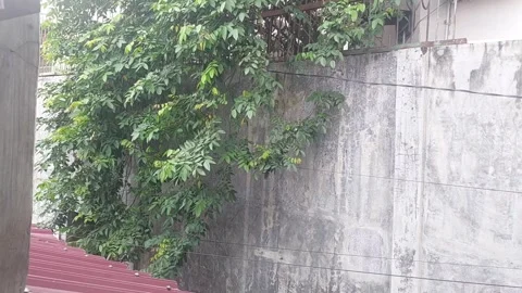 Soft wind Stock Footage 261303059