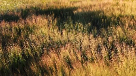 Soft Wind on grasses Stock Footage 134870808