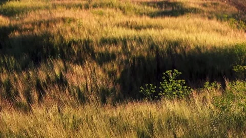 Soft Wind in Meadow on Sunrise Stock Footage 134870474