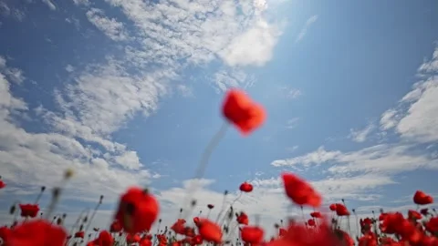 Soft wind moves red poppies in peaceful field under blue sky. Stock Footage 315702766