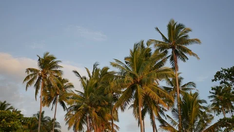 Soft wind moving leaves of coconut tree with trunk and coconut fruit  and blu Stock Footage 127680196