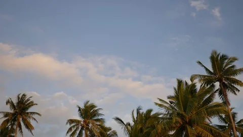 Soft wind moving leaves of coconut tree with trunk and coconut fruit  and blu Stock Footage 127681045