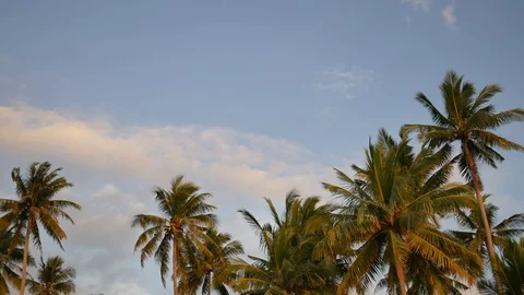 Soft wind moving leaves of coconut tree with trunk and coconut fruit  and blu Stock Footage 127681083