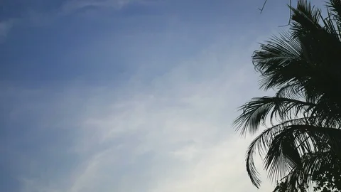 Soft wind moving leaves of coconut tree , blue cloudy sky background Video stock 127733067