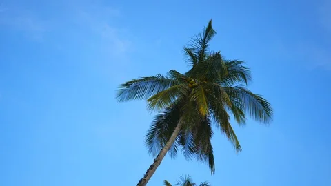 Soft wind moving leaves of coconut tree with trunk and coconut fruit  and blu Stock Footage 127733188